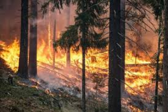 Թուրքիայում անտառային հրդեհների հետևանքով ավելի քան 5 հազար հեկտար տարածք է վնասվել